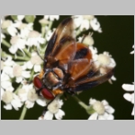 Phasia hemiptera - Raupenfliege m08 Teverener Heide.jpg